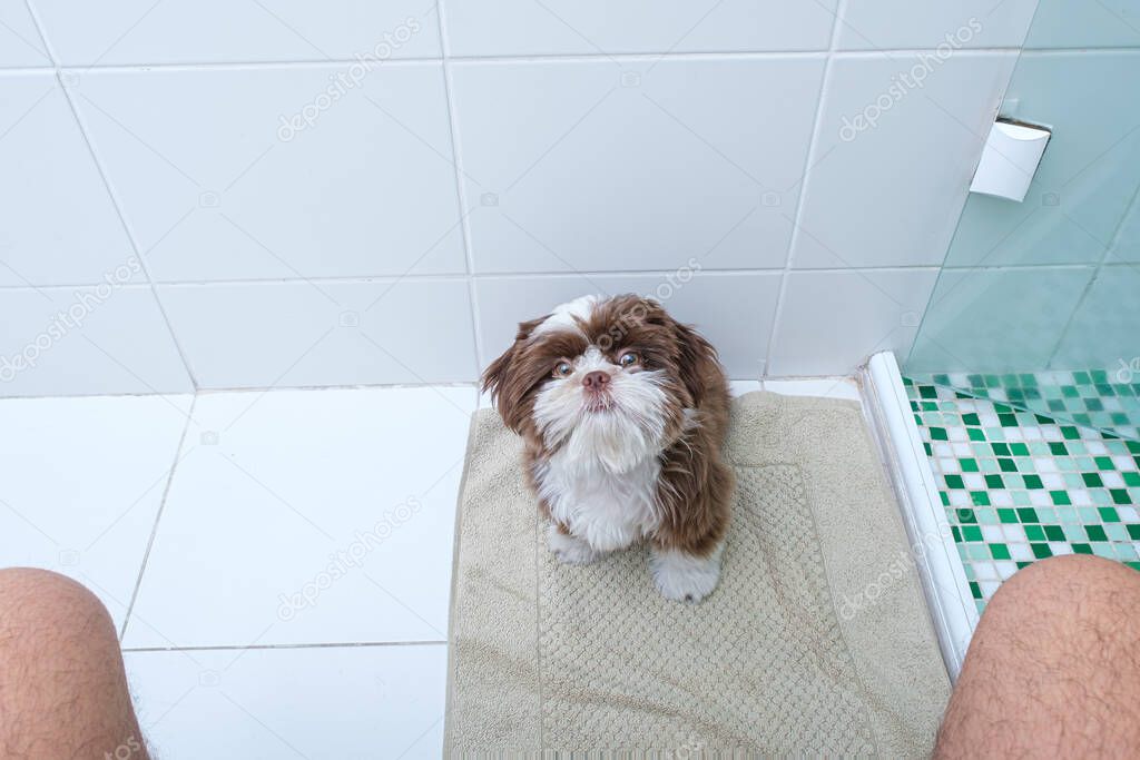 Shih tzu puppy in the bathroom watching man sitting on the toilet.
