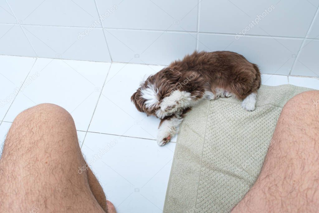 Shih tzu puppy lying down with his paw in his muzzle to avoid the bad smell coming from the toilet.