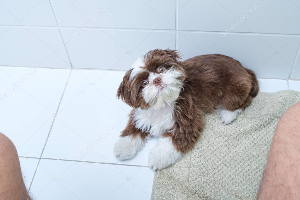 Shih tzu puppy lying down, head turned and watching man on toilet.