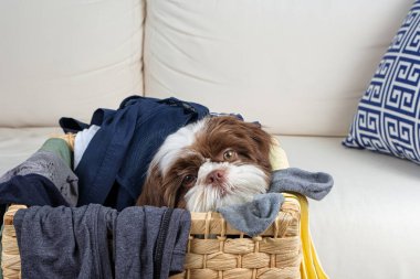 4 aylık Shih Tzu yavrusu çamaşır sepetinde.