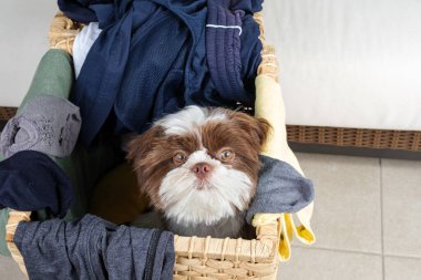 Shih tzu yavrusu çamaşır sepetinin içinde ve kameraya bakıyor..