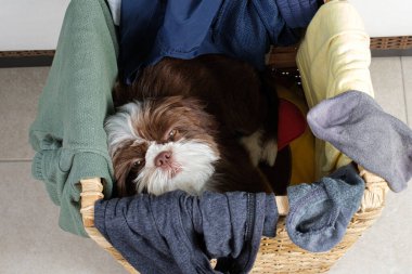 Shih tzu yavrusu çamaşır sepetinin içinde uyanıyor ve kameraya bakıyor..