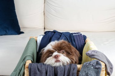 Shih tzu yavrusu bir çamaşır sepetinin içinde uyanıyor ve kameraya bakıyor..