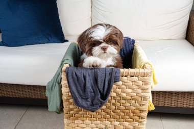 Shih tzu köpek yavrusu çamaşır sepetinin içinde ve aşağıya bakıyor..