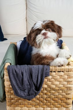 Shih tzu köpek yavrusu çamaşır sepetinin içinde, vücudu yana dönük ve kameraya bakıyor..