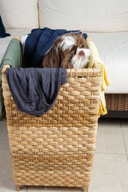 Shih tzu köpek yavrusu sisal bir halat içinde çamaşır sepetinde ve yan tarafa bakıyor..