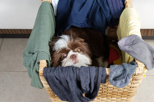 Shih tzu yavrusu çamaşır sepetinin içinde yatıp kameraya bakıyor..