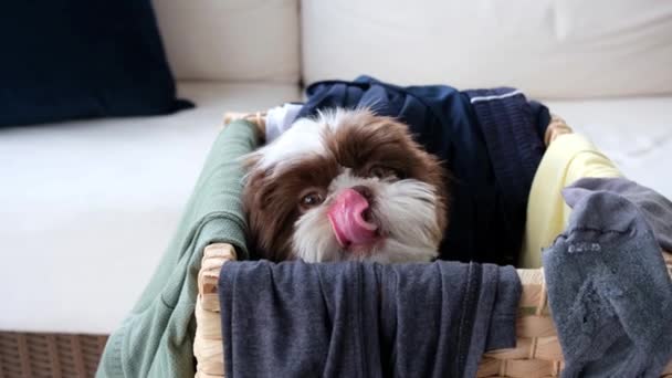 4ヶ月の古い石津子犬 サイザルロープの洗濯バスケットの中に 探して嗅ぎ回る — ストック動画