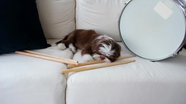 Cachorro Shih Tzu Meses Sofá Branco Mastigando Uma Baqueta Lado — Vídeo de Stock