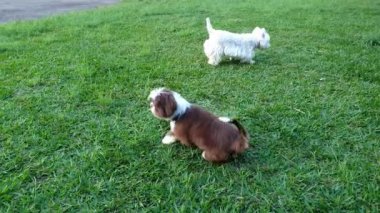 Shih tzu köpek yavrusu başka bir West Highland beyaz teriyer köpeği ile koşuyor ve oynuyor..