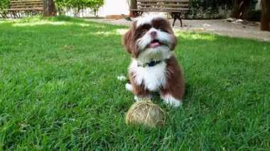 5 aylık Shih Tzu yavrusu bir ip yumağının önünde oturuyor ve yukarı bakıyor..