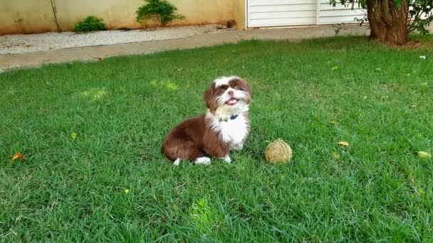 Monate Alter Shih Tzu Welpe Sitzt Auf Dem Rasen Neben — Stockvideo