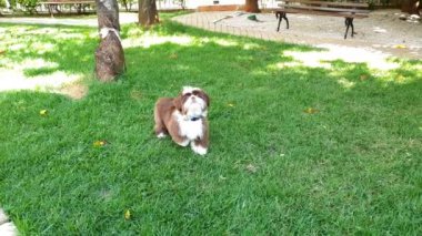 5 aylık Shih Tzu yavrusu bir ip topu alacak ve pençesiyle oynayacak..