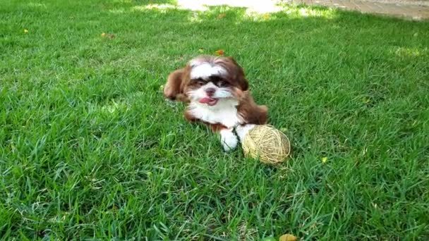 Monate Alter Shih Tzu Welpe Schnüffelt Einem Schnurknäuel Und Schaut — Stockvideo