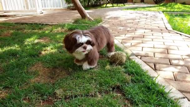 Chiot Shih Tzu Mois Remarquant Approche Caméra Donnant Grand Sourire — Video