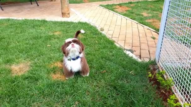5个月大的石竹小狗跳来跳去 抓住了一个绳子球 — 图库视频影像