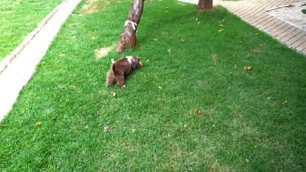 5个月大的石竹小狗用嘴和爪子抓着一个线团 — 图库视频影像