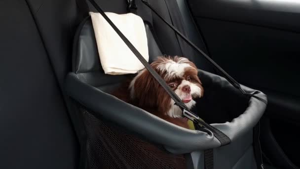 Month Old Shih Tzu Puppy Traveling Car Safety Seat — ストック動画