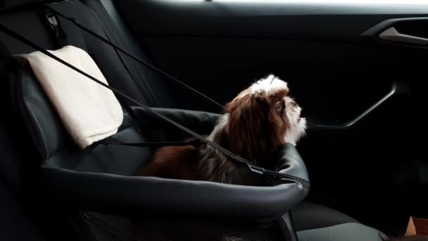 Filhote Cachorro Shih Tzu Com Meses Idade Viajando Carro Dentro — Vídeo de Stock