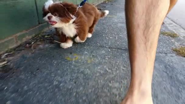 Meses Edad Shih Tzu Cachorro Caminando Largo Una Acera Cemento — Vídeo de stock