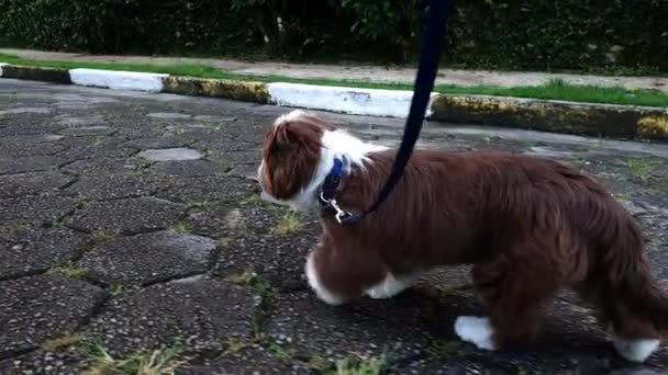 Month Old Shih Tzu Puppy Walking Concrete Road — ストック動画