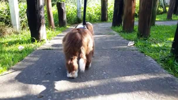 5个月大的石竹小狗在一条被椰子树环绕的小路上行走 — 图库视频影像