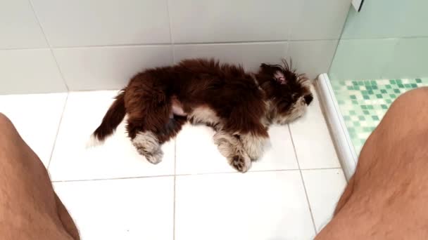 石祖小狗躺在地上 转过头 看着男人在厕所里 — 图库视频影像