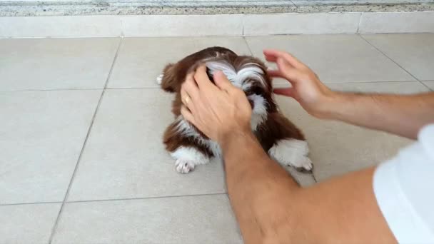 Uomo Lasciando Mano Nella Bocca Del Suo Animale Domestico Costringendolo — Video Stock