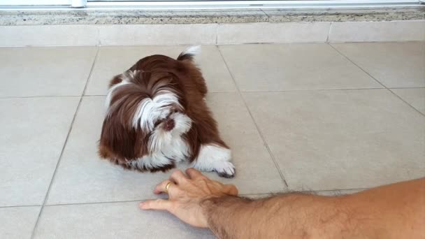 Man Pretending His Hand Spider Playing His Pet — Stock Video