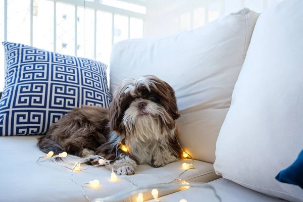 Shih Tzu Lying Sofa Facing Camera Little Decorative Lights — Stock Photo, Image