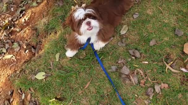 Month Old Shih Tzu Puppy Lying Lawn Public Square_Top View — Stockvideo
