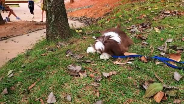 Month Old Shih Tzu Puppy Lying Lawn Public Square — стоковое видео