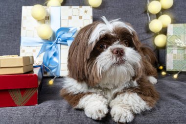 9 month old shih tzu with a suspicious face next to gift boxes and light bulbs.