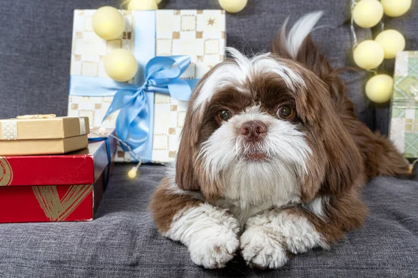 Month Old Shih Tzu Shy Face Lying Sofa Next Gift — Stock fotografie