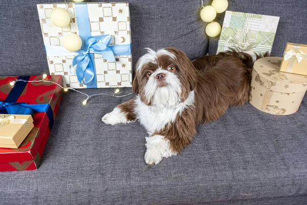 Month Old Shih Tzu Lying Sofa Staring Next Gift Boxes — Foto de Stock