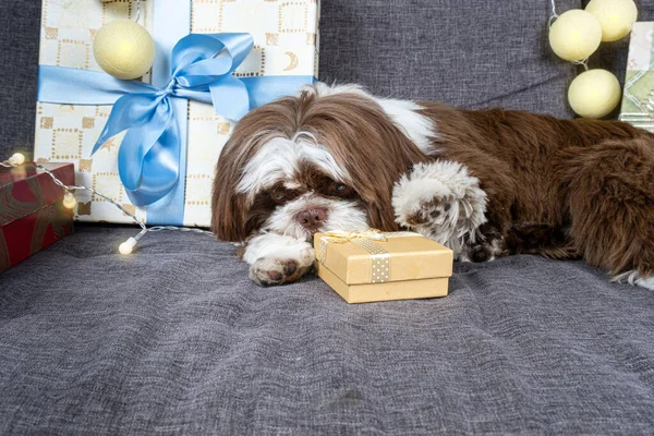 Month Old Shih Tzu Lying Sofa Placing His Paw Gift — Stock Fotó