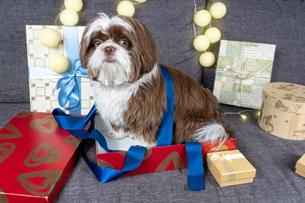 Month Old Shih Tzu Blue Bow Ribbon Sitting Open Gift — Foto Stock