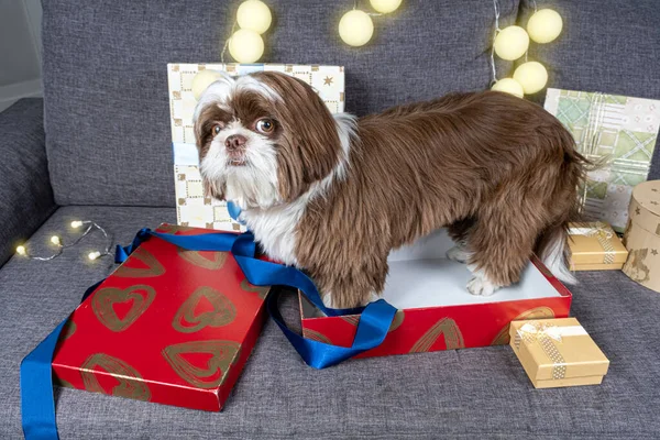 Month Old Shih Tzu Suspicious Face Open Gift Box — Stock Photo, Image