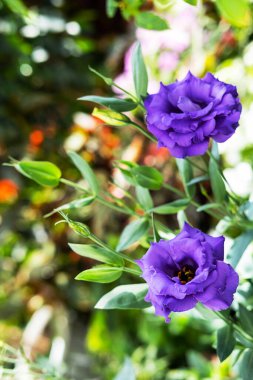 Violet Eustoma ya da bahçede lisianthus çiçeği. Mor lale bozkır Gentian veya Teksas mavi çan, yakın plan, seçici odak.