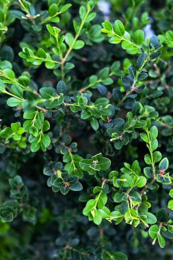 Bearberry Leaves, yaklaş. Arctostaphylos uva ursi, küçük çalı. Tıbbi özellikleri olan bitki..