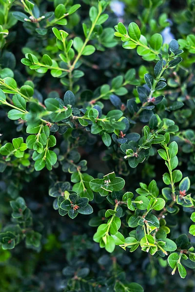 Bearberry Leaves, yaklaş. Arctostaphylos uva ursi, küçük çalı. Tıbbi özellikleri olan bitki..
