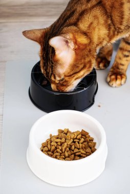 Tatlı kızıl bengal kedisi evde kaseden yiyor. Hayvan bakımı konsepti.