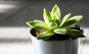 Saksıda sulu bitki. Dekoratif fikirler.