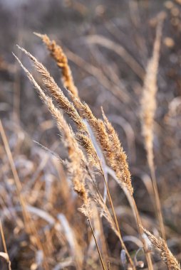 Pampas çim manzarası, sonbahar akşamı. Kuru sazlıklar boho stili. Doğal kalıp, seçici odaklanma.