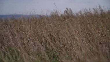 Çimenler rüzgâr esintisiyle savruluyor. Yaklaş. Soyut doğal video arkaplanı. Bulutlu gökyüzünün altında düşen çimenler, bulutlu bir gün.