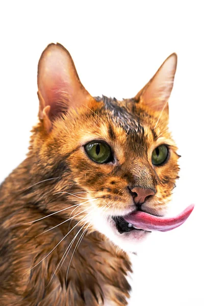 Lustig Våt Katt Tungan Porträtt Ingefära Bengalisk Katt Med Lång — Stockfoto