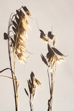 Doğal kurumuş yulaf ezmesi pembe arka plana karşı ilginç bir gölgeyle. Botanik desen, poster