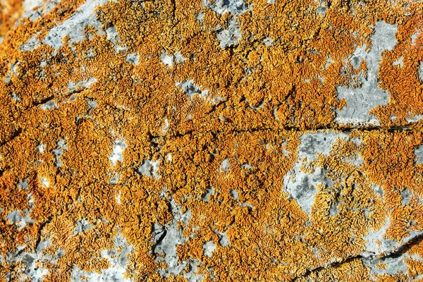 Lichens Licen Amarillo Sobre Roca Textura Fondo Natural Pared Piedra —  Fotos de Stock