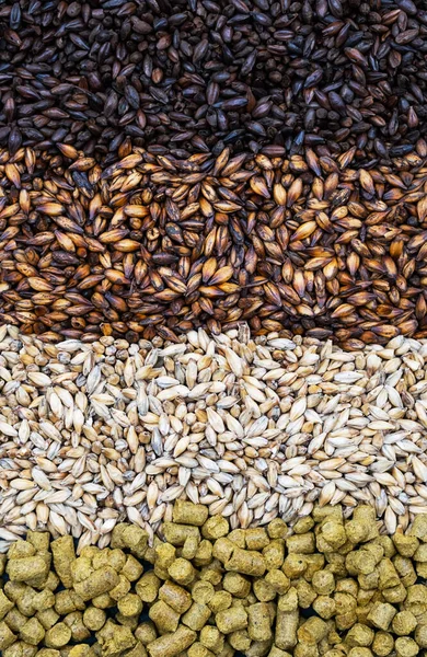 Pale ale, caramel and black malt grains, green hops, close-up. Ingredients for brewers. Craft beer brewing from grain barley malt.