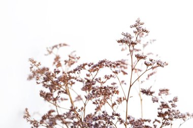 Kurumuş çiçek deseni. Modern boho tarzı çiçek arkaplanı. Duvar dekoru, poster, kopyalama alanı.